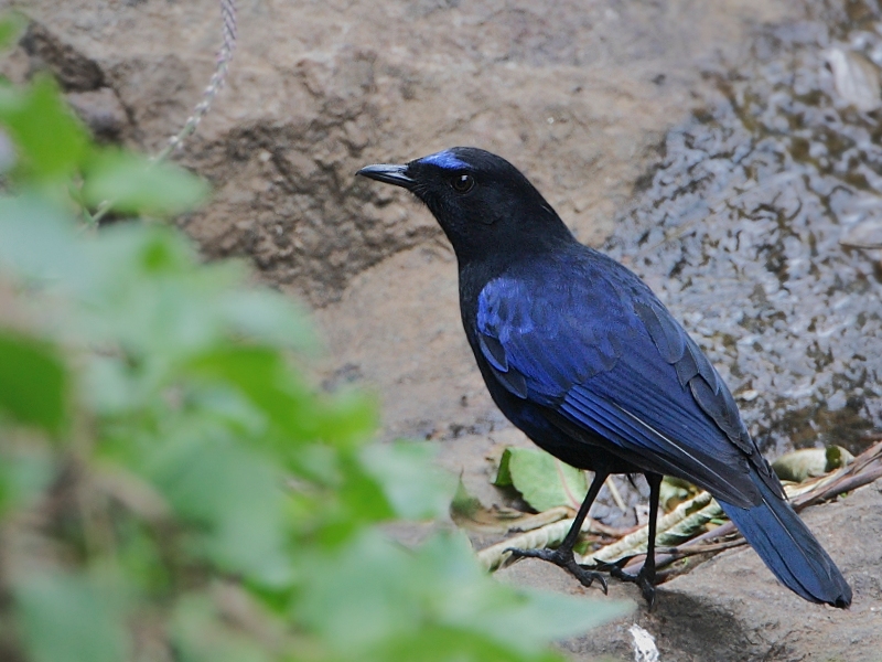 Malabar Whistling-Thrush