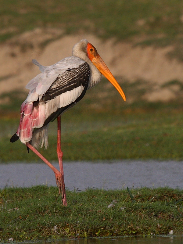 Painted Stork