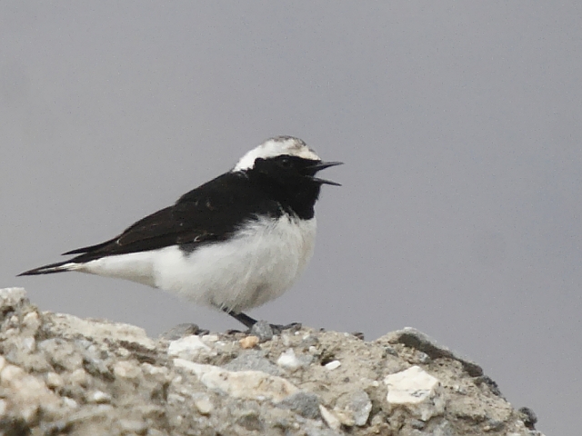Pied Wheatear (male)