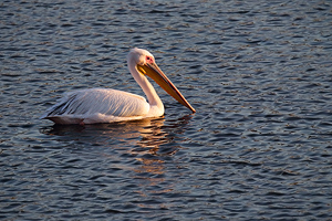 Pelecanus onocrotalus