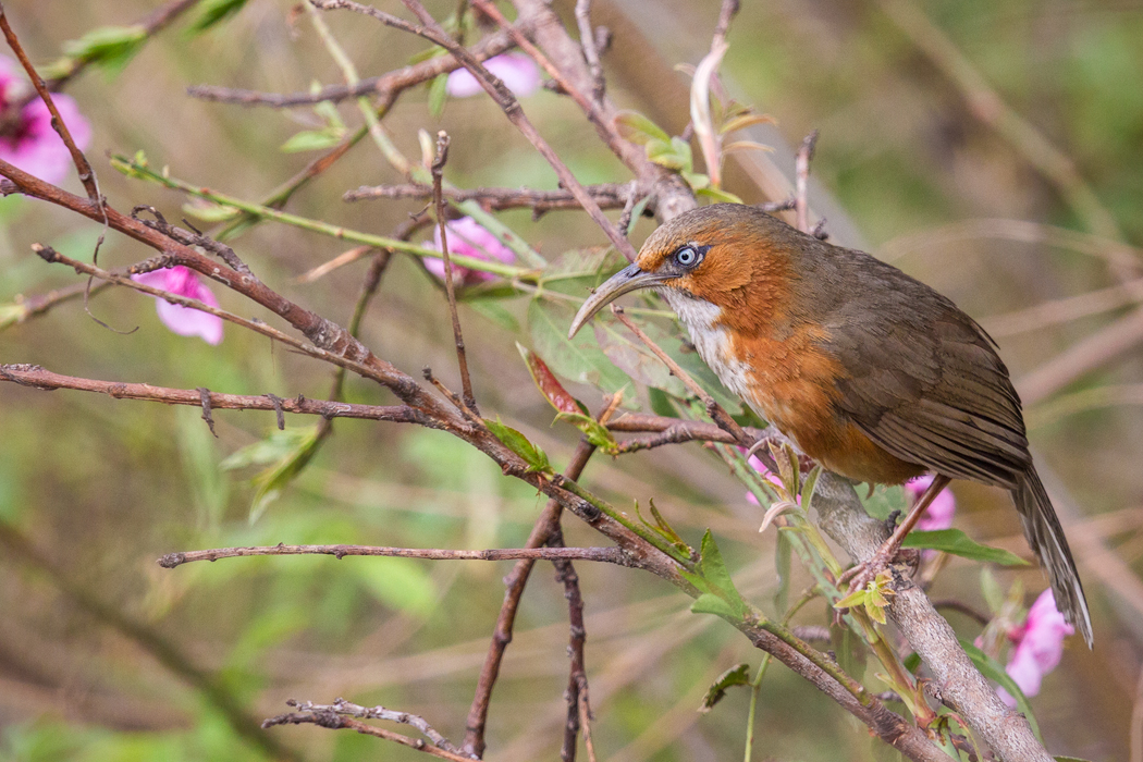 Pomatorhinus erythrogenys