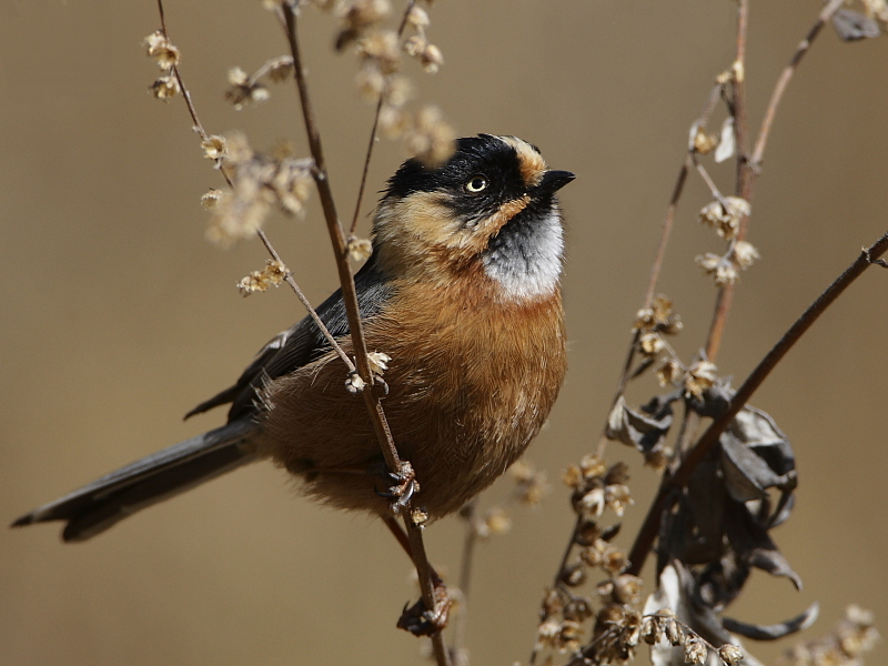 Black-browed Tit
