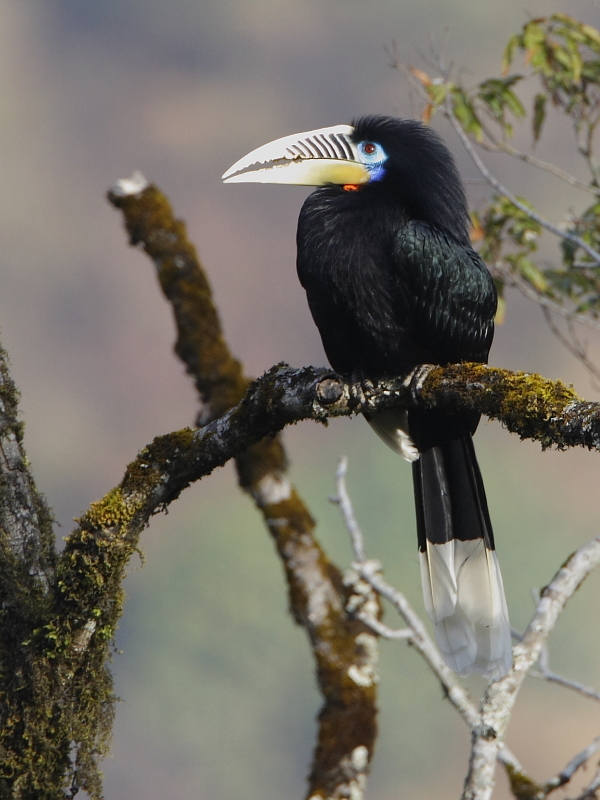 Rufous-necked Hornbill