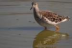 Philomachus pugnax