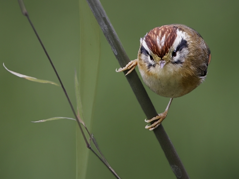 Rufous-winged Fulvetta