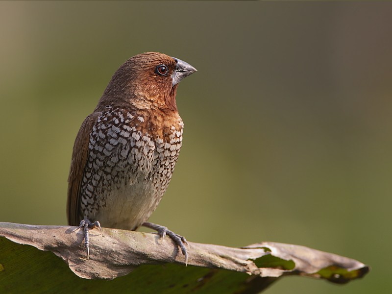 Scaly-breasted Munia