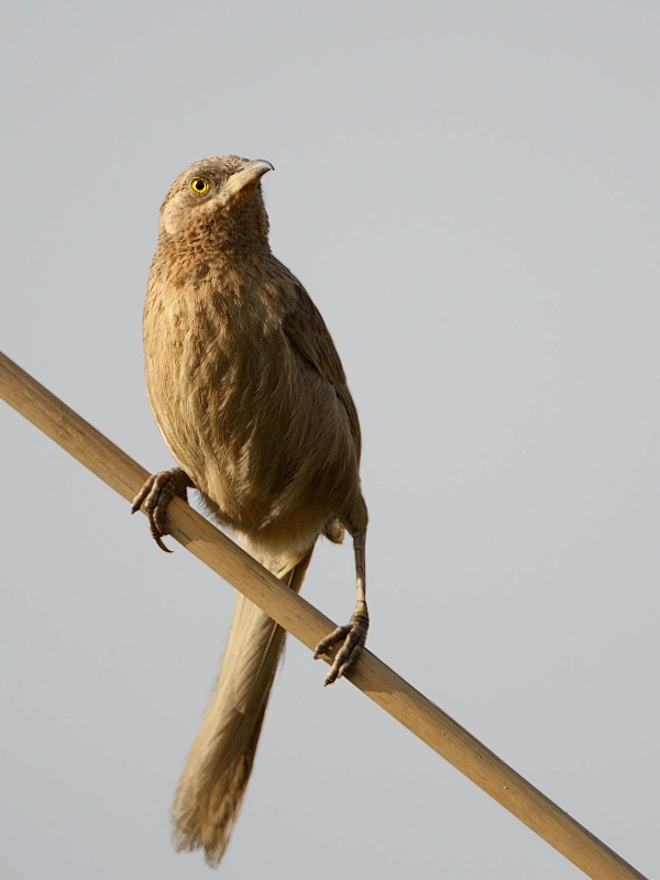 Striated Babbler
