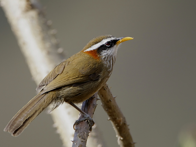 Streak-breasted Scimitar-Babbler