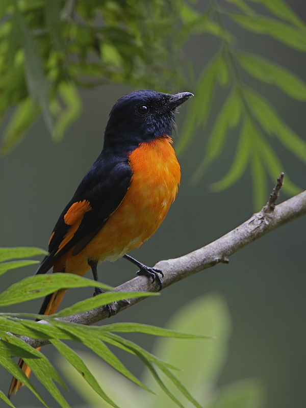 Scarlet Minivet