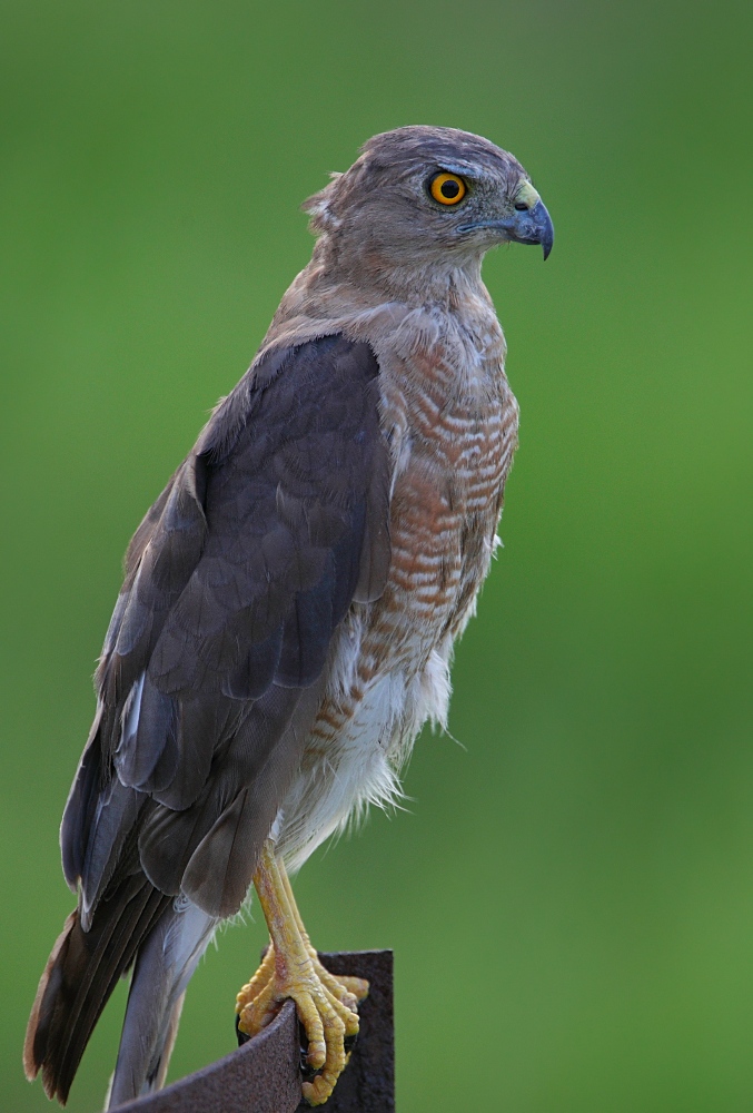Shikra