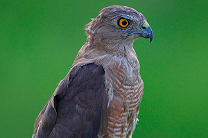 Accipiter badius