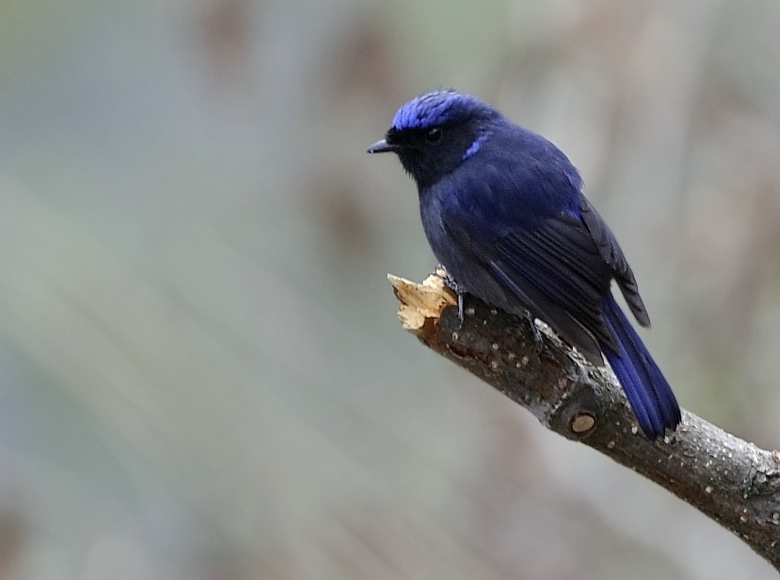 Small Niltava