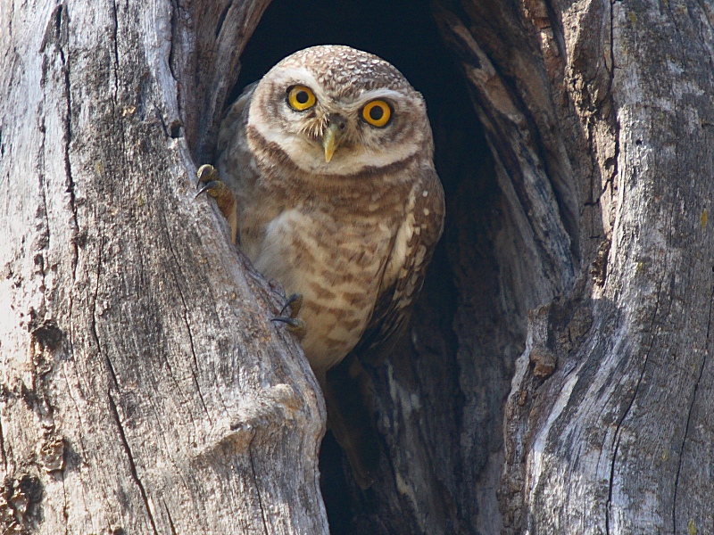 Spotted Owlet