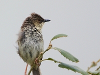 Prinia criniger