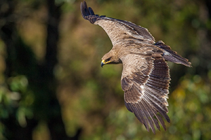 Aquila nipalensis