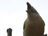 Yuhina gularis