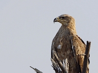 Aquila rapax