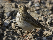 Anthus trivialis