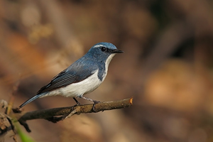 Ultramarine Flycatcher