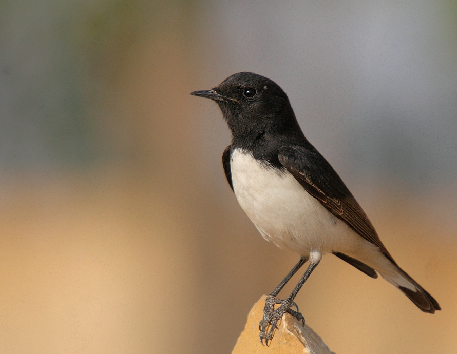 Variable Wheatear