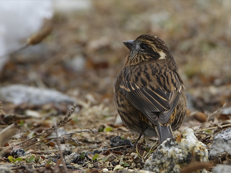 White-browed Rosefinch (female)