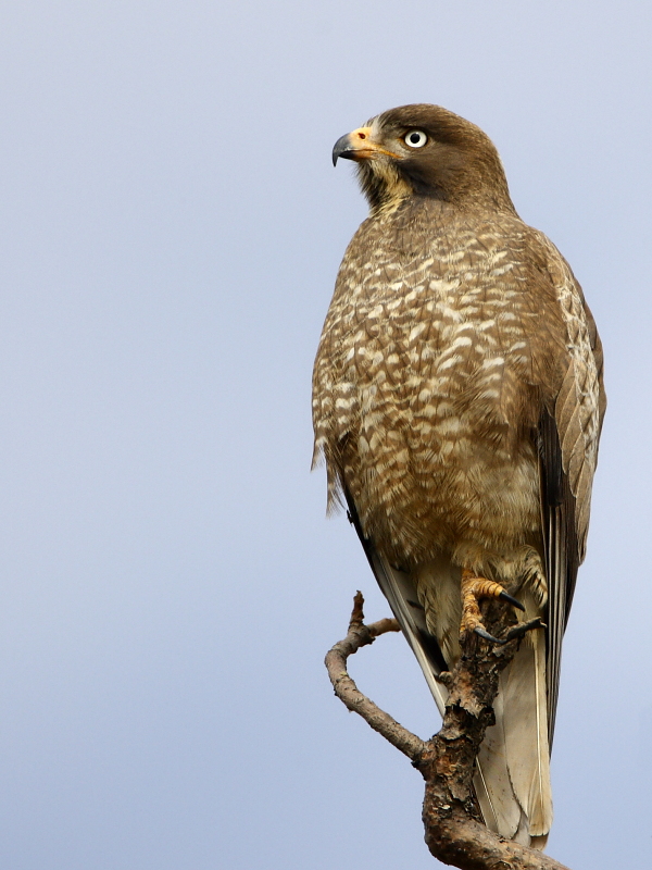 White-eyed Buzzard