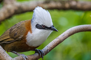 Garrulax leucolophus