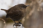 Troglodytes troglodytes