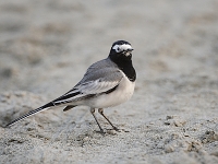 Motacilla alba alboides