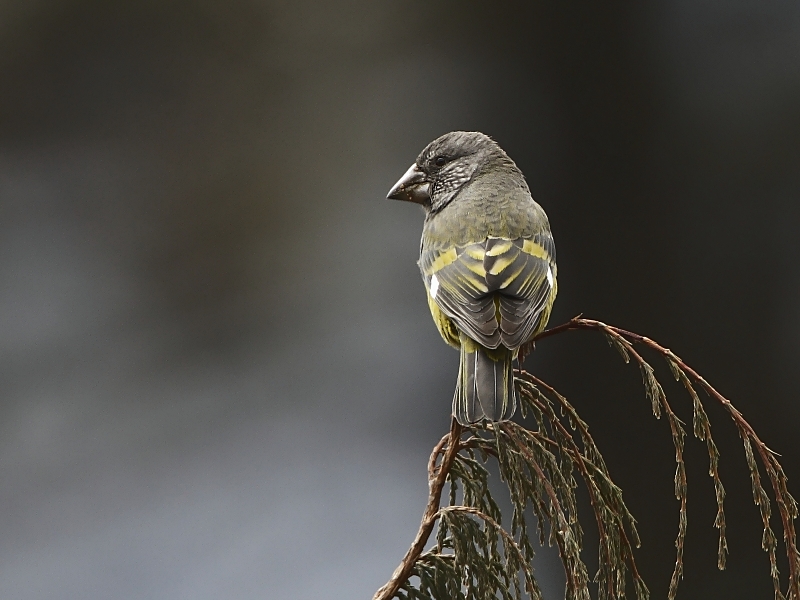 White-winged Grosbeak