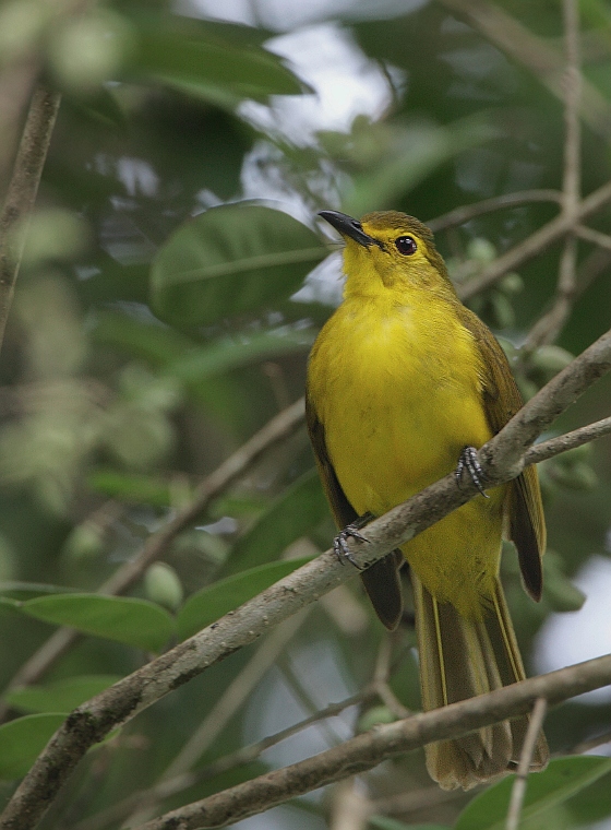 Yellow-browed Bulbul