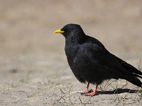 Pyrrhocorax graculus