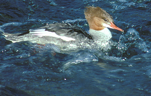 Red-breasted Merganser
