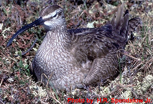 Whimbrel