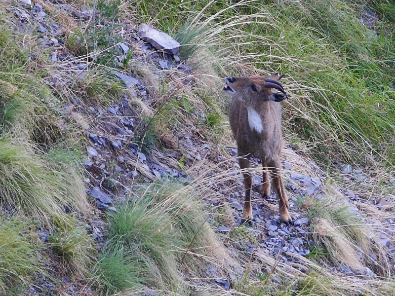 Himalayan Goral