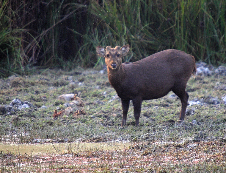 Hog Deer