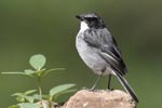 Saxicola ferrea