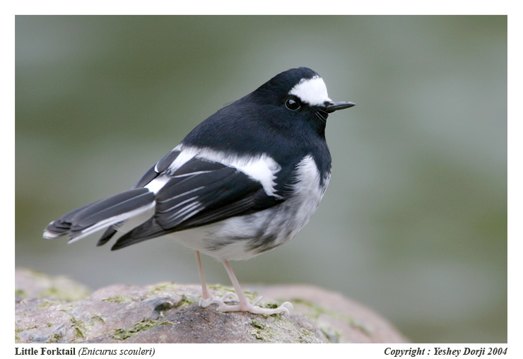 Little Forktail