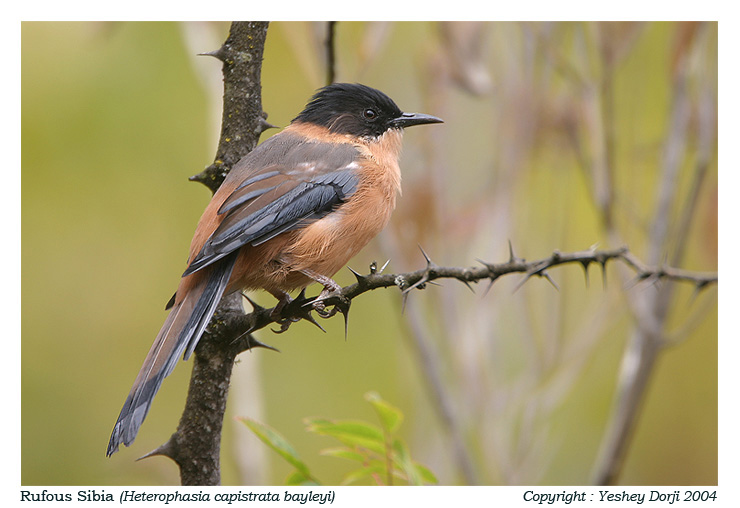 Rufous Sibia
