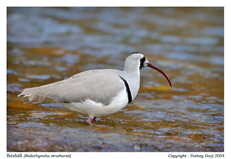 Ibisbill