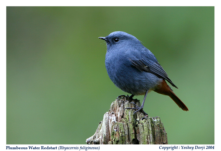 Plumbeous Water Redstart