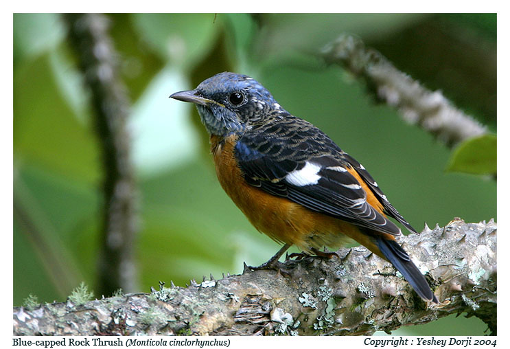 Blue-capped Rock-Thrush
