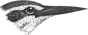 head of C. varia
