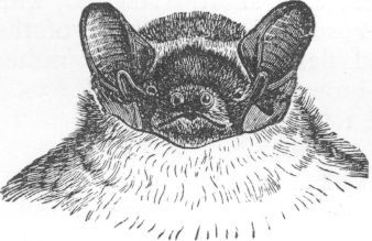 Vesperugo Leisleri